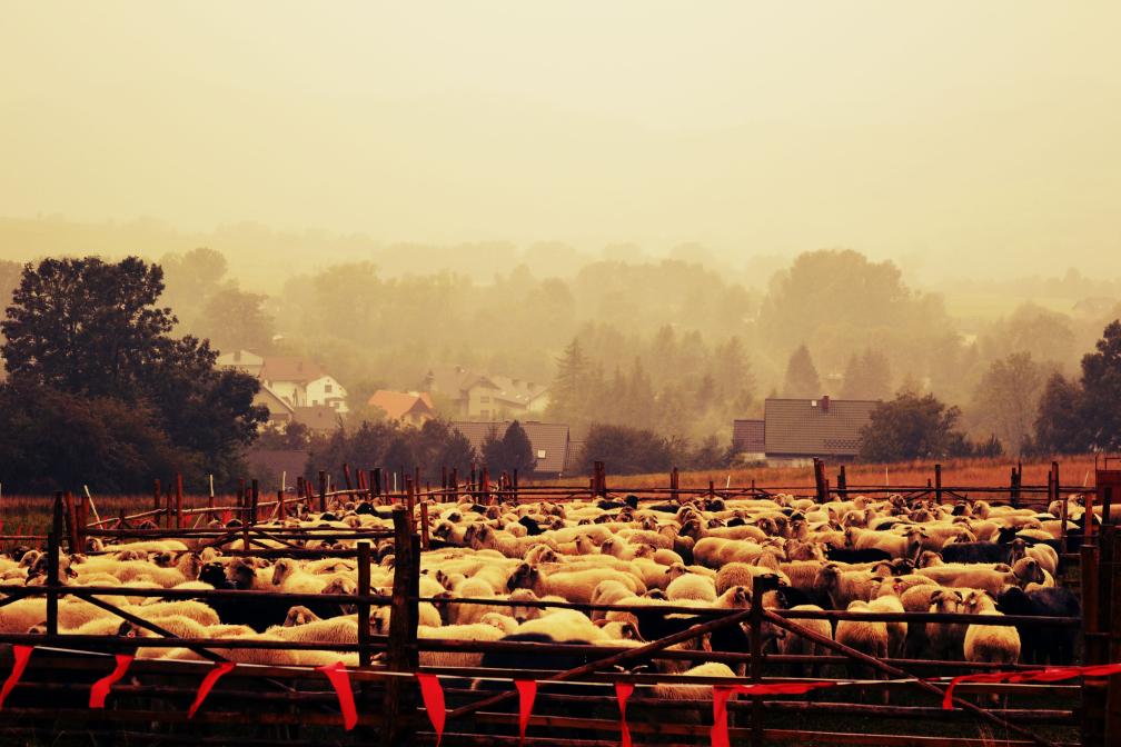 Łossod, redyk jesienny