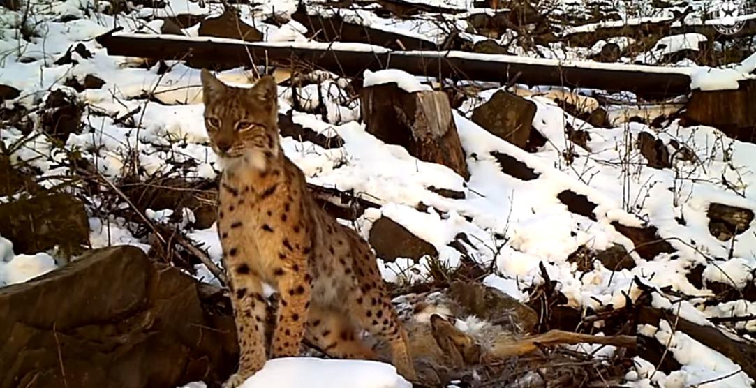 Ryś w Beskidzie Żywieckim